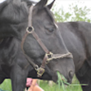 Meet your Posher, Avery